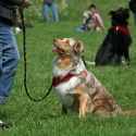 eine-geeignete-hundeschule-finden