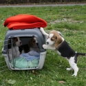 einen-guten-hundezuechter-finden