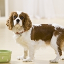 hunde-altersgerecht-ernaehren
