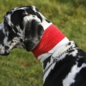 hundekrankheiten-fruehzeitig-erkennen