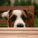 hundeschule-in-koeln-und-muenster