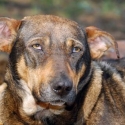 kombi-versicherungspakete-fuer-den-hund-wie-sinnvoll-sind-sie-wirklich