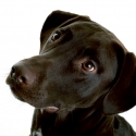 labrador