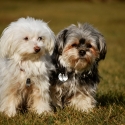 malteser-hunde