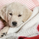 sparen-beim-hundeversicherungs-vergleich