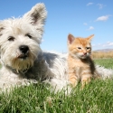 welcher-hund-passt-zu-mir